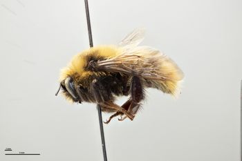 Media type: image;   Entomology 810751 Aspect: habitus lateral view